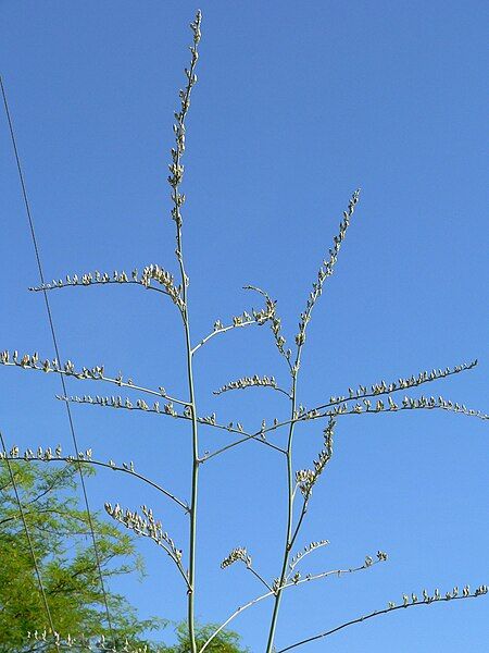 File:Hesperaloe funifera 2.jpg