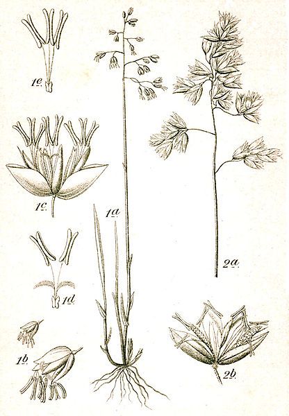 File:Hierochloe spp Sturm7.jpg