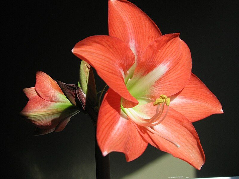 File:Hippeastrum charmeur.jpg