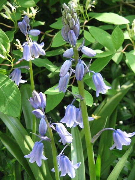 File:Hyacinthoides hispanica002.jpg