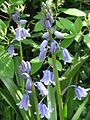 Hyacinthoides hispanica