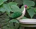 Jambu Fruit Dove