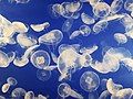 Image 57Jellyfish are easy to capture and digest and may be more important as food sources than was previously thought. (from Marine food web)