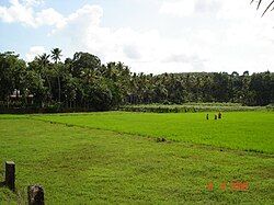 A paddy field in Kothanalloor village