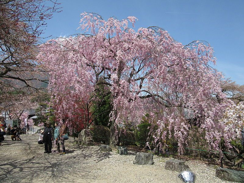 File:Kozenji sidare zakura.JPG