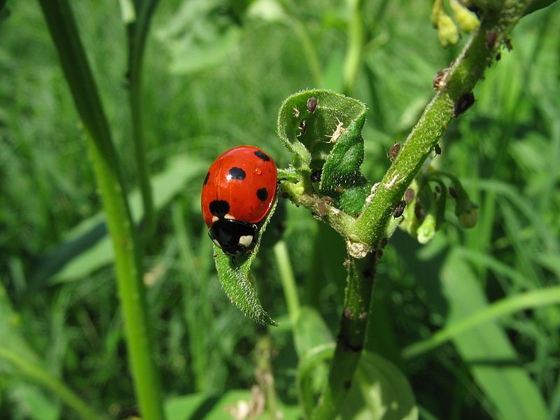 File:Ladybug aphids.JPG