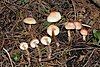 Mushrooms of species Lepiota castaneidisca