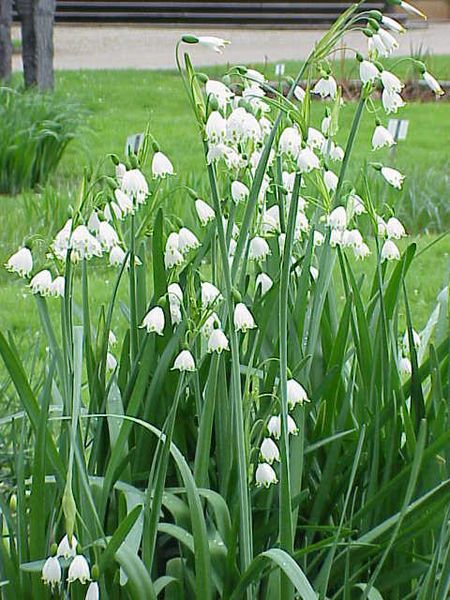 File:Leucojum aestivum5.jpg