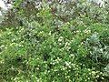 Ligustrum vulgare in de Belgian dunes