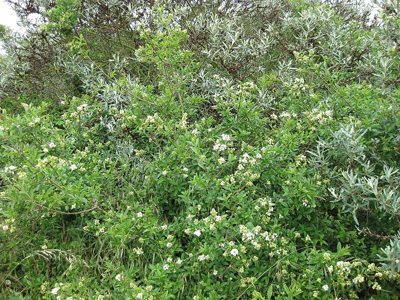 File:Ligustrum vulgare001.jpg