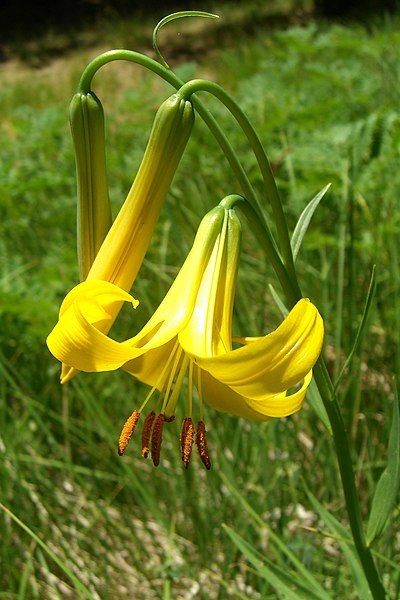 File:Lilium parryi (1).jpg