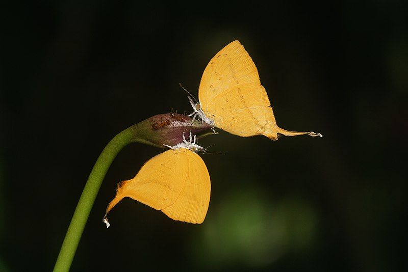 File:Loxura atymnus-Kadavoor-2018-06-18-001.jpg