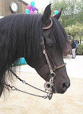 Head of a very dark brown horse with a black mane wearing a bridle decorated with silver, fancy silver bit and a small rawhide noseband