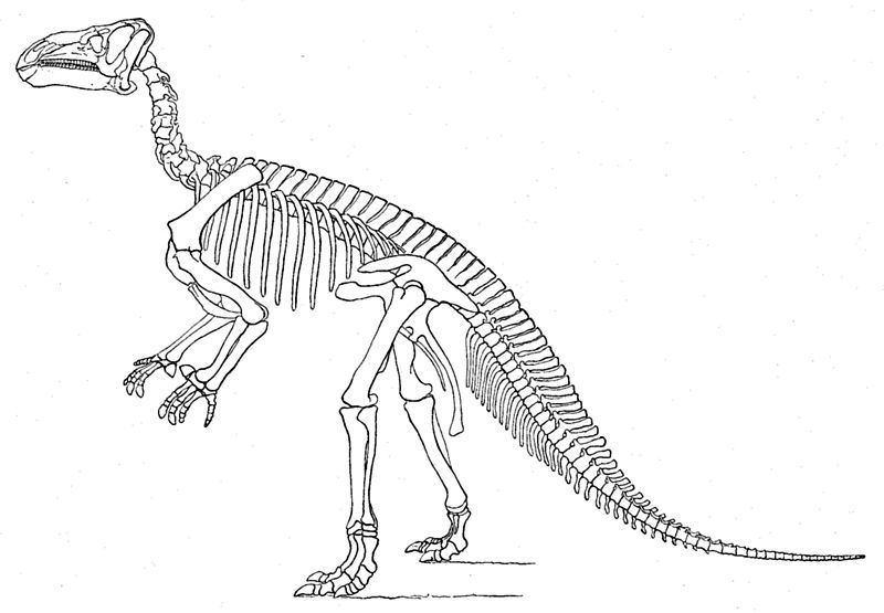 File:Marsh Iguanodon.jpg