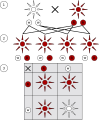 Image 21Mendelian inheritance states characteristics are discrete and are inherited by the parents. This image depicts a monohybrid cross and shows 3 generations: P1 generation (1), F1 generation (2), and F2 generation (3). Each organism inherits two alleles, one from each parent, that make up the genotype. The observed characteristic, the phenotype, is determined by the dominant allele in the genotype. In this monohybrid cross the dominant allele encodes for the colour red and the recessive allele encodes for the colour white. (from History of genetics)