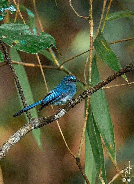 File:Mindanao Blue-fantail.jpg