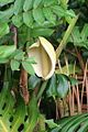 Leaf and inflorescence