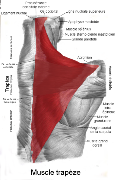 File:Muscle trapèze.png