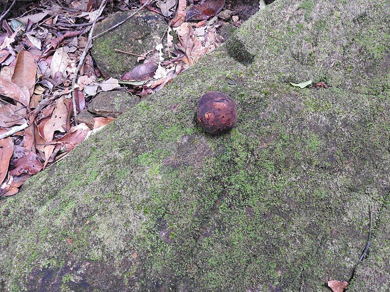 File:Myristica beddomei-2-chemungi hill-kerala-India.jpg