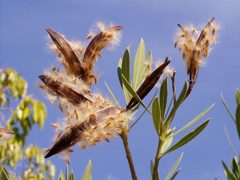 File:Nerium oleander seeds.jpg