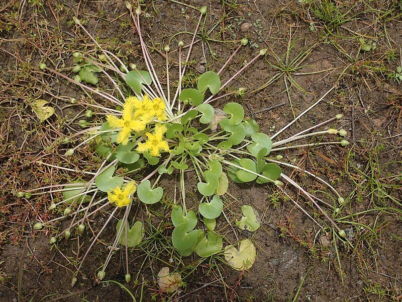 File:Nymphoides geminata PB190695.jpg