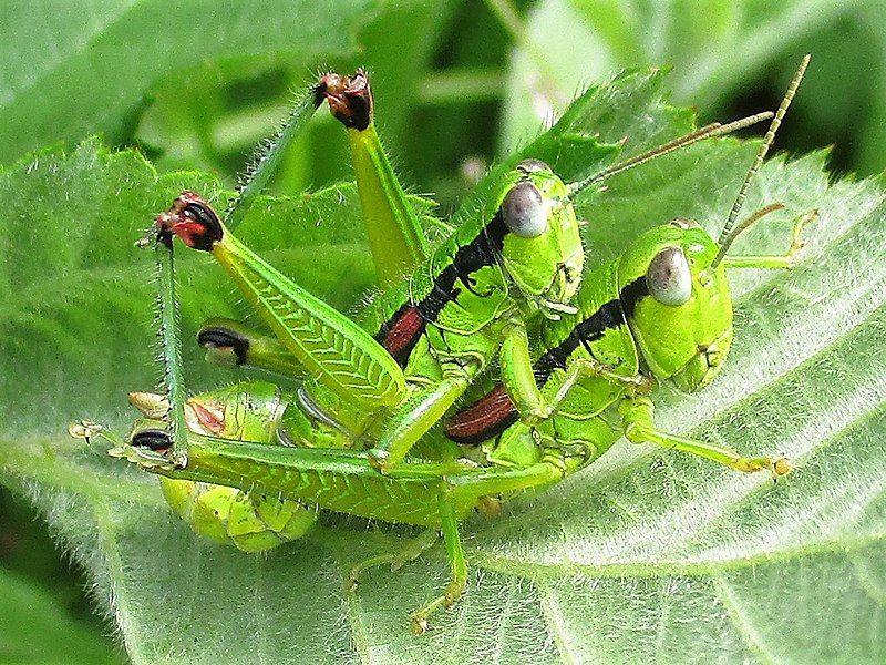 File:Odontopodisma decipiens 13.jpg