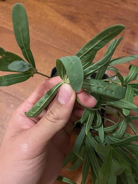 File:Oxalis flava leaves.jpg