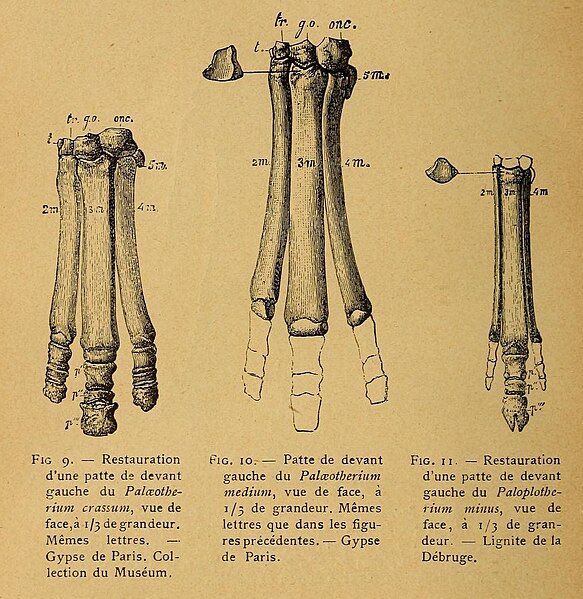 File:Palaeotherium foot bones.jpg