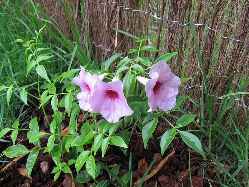 File:Pandorea jasminoides87.jpg