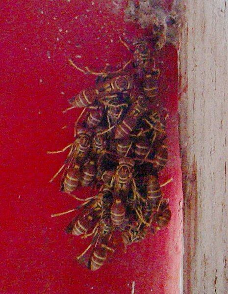 File:Paper wasps-huddling.jpeg