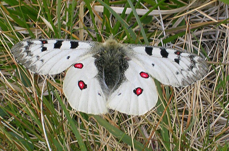 File:Parnassius phoebus2.jpg