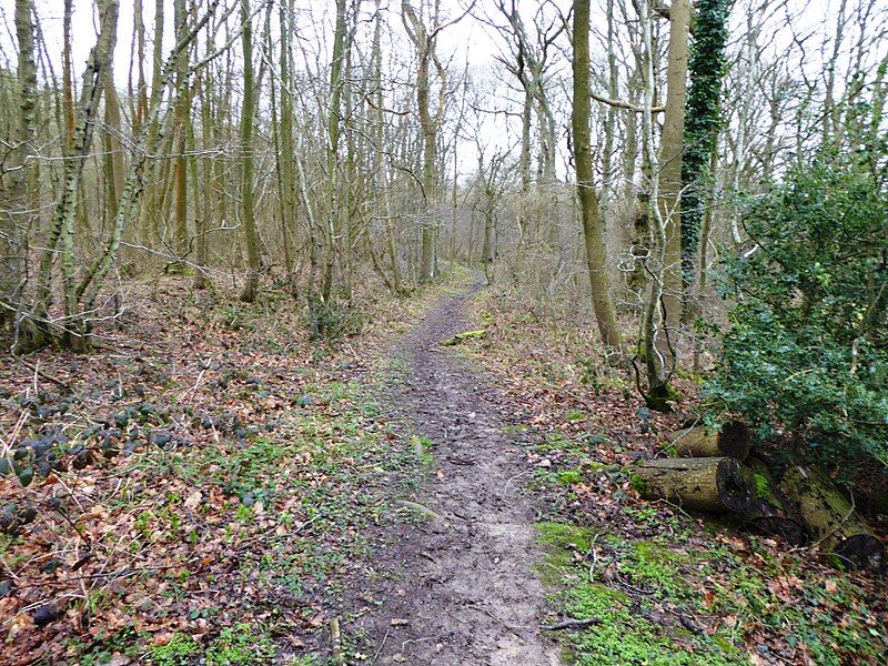 File:Parsonage Wood 3.jpg