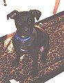 Patterdale Terrier