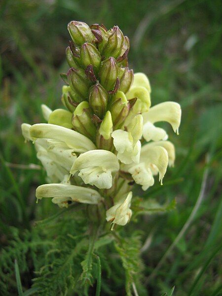 File:Pedicularis comosa00.jpg