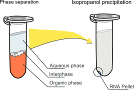 File:PhOH-CHCl3 extraction.svg