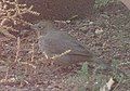 Canyon Towhee in its natural habitat next to a trailer, Santa Fe Community College, New Mexico