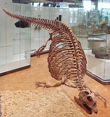 Skeletal mount of Placodus.