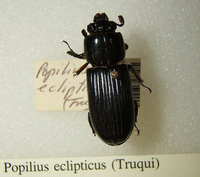 File:Popilius eclipticus sjh.jpg