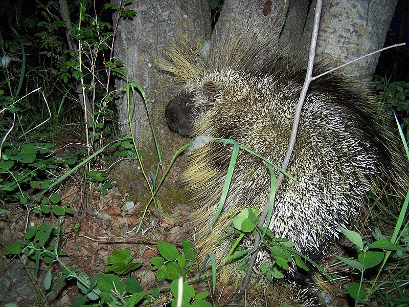 File:PorcupineCanada.JPG