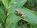 Spring peeper, adult