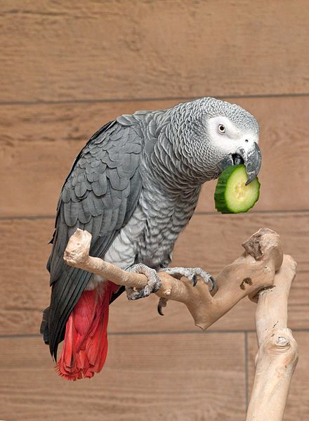 File:Psittacus erithacus cucumber.jpg