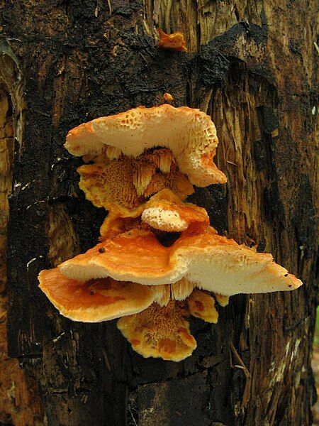 File:Pycnoporellus fulgens.jpeg