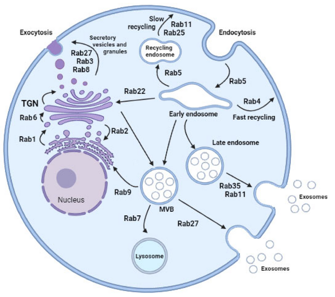 File:RAB exocytosis.png