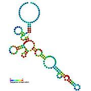 Cobalamin riboswitch: Secondary structure for the riboswitch marked up by sequence conservation. Family RF00174.