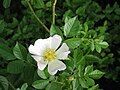 Rosa canina