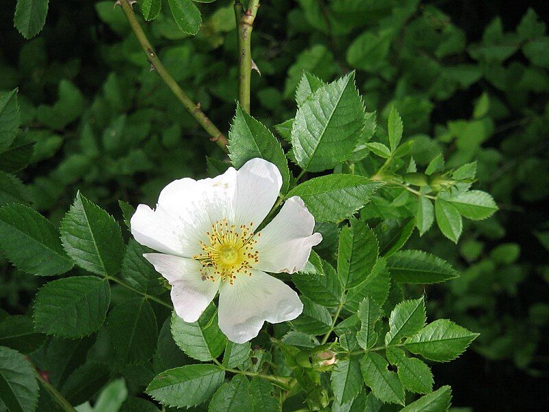 File:Rosa canina001.jpg