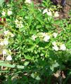 Salvia greggii, Autumn Sage