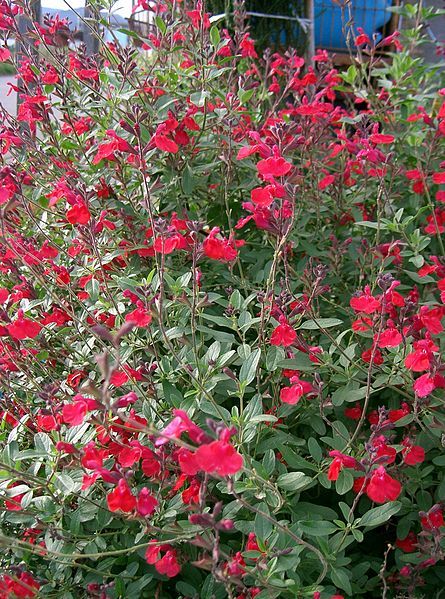 File:Salvia microphylla1.jpg