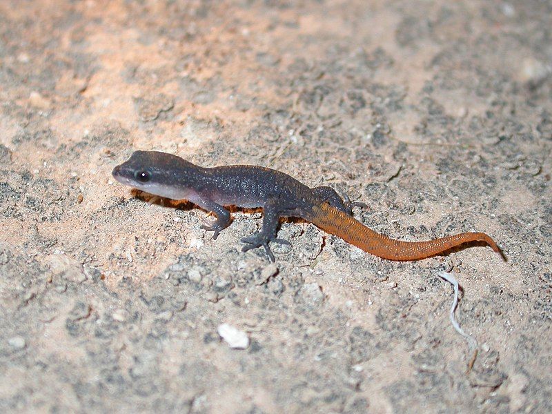 File:Saurodactylus brosseti 12885630.jpg