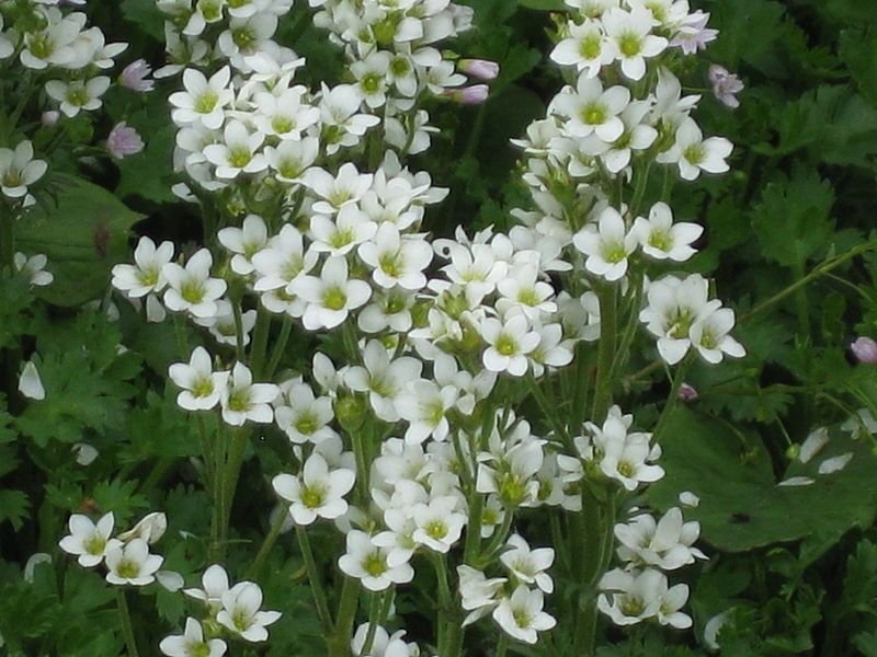 File:Saxifraga aquatica 002.JPG